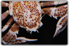 Anemone Porcelain Crab
